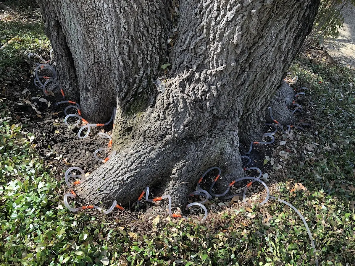 Detailed Tree Cabling and Bracing job site in Grouse Creek