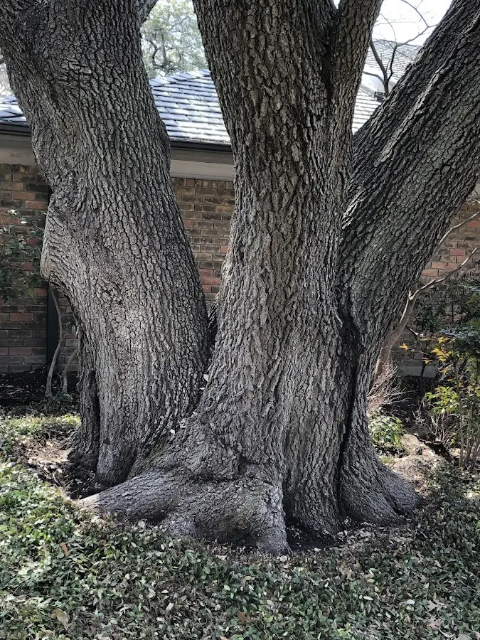 Mature heritage tree close to a Grouse Creek property cared for by certified arborists